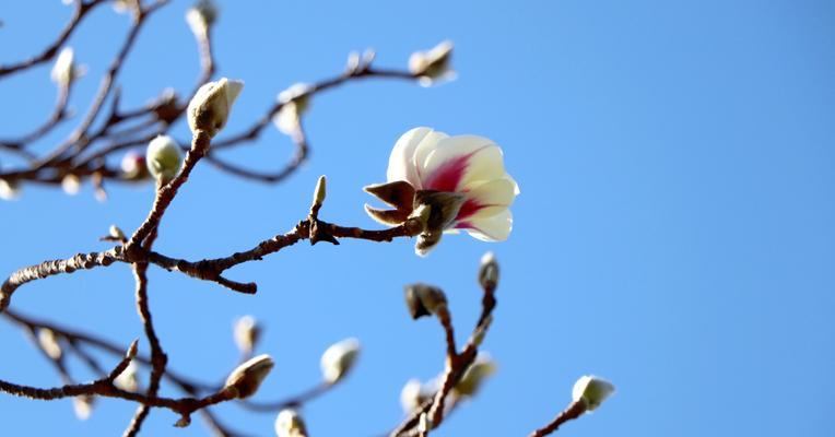 娴静之美（以花语表达内心宁静的美丽）