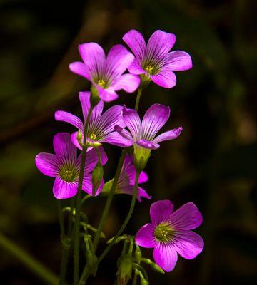 幸运的花花语（花语传递幸福与好运的力量）