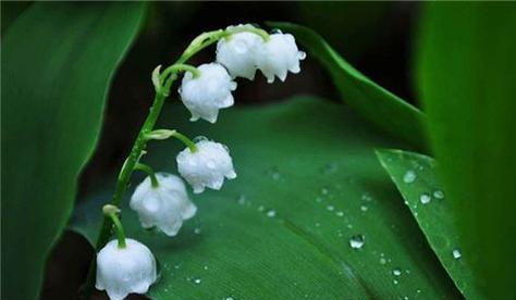 冷静理智的花语——以代表理性的花（理性之花传递冷静与智慧）