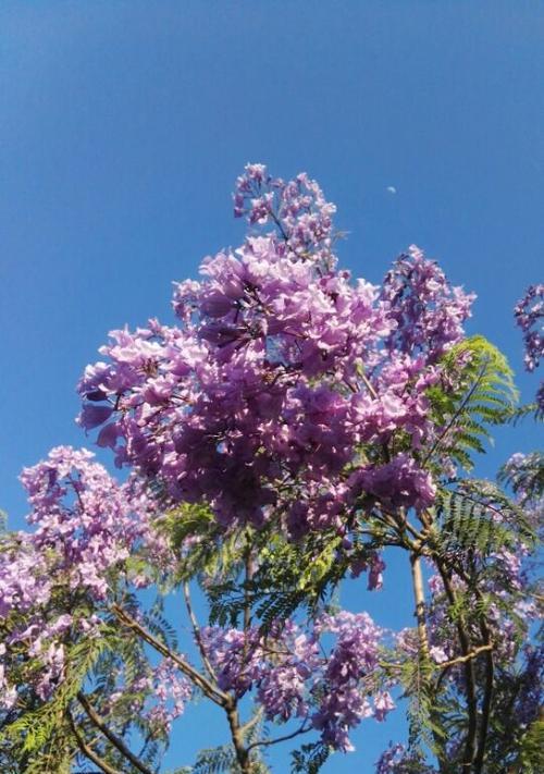 蓝花楹（花开时）