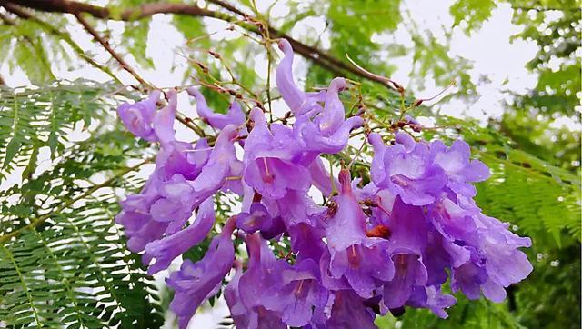 蓝花楹的花语及其含义（探寻蓝花楹花的内涵）