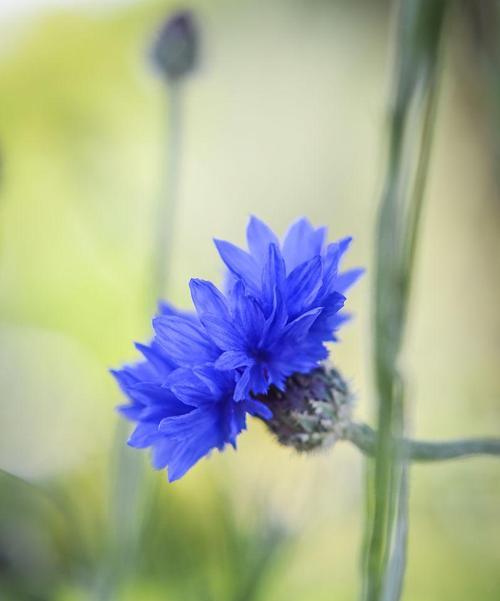 蓝色矢车菊的花语与寓意（探寻矢车菊花海的情感世界）