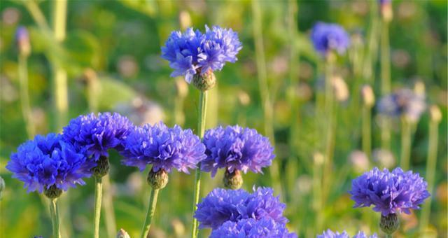 蓝色矢车菊的花语——希望与宁静（向生活注入希望的神奇花朵）