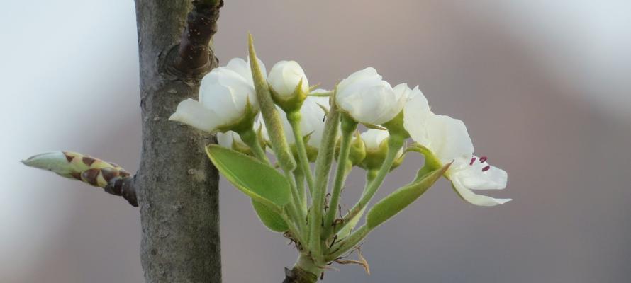 梨花的花语与象征意义（探寻梨花的文化内涵与美好寓意）