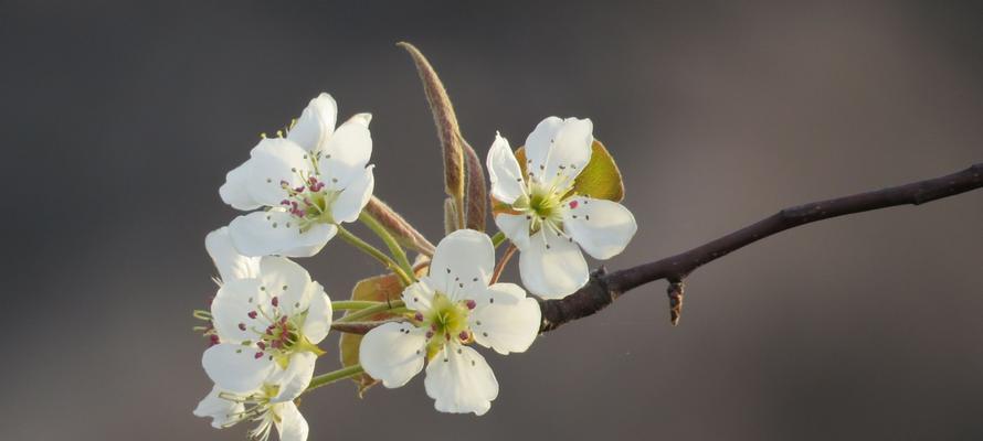 梨花的花语与寓意——娇美之中蕴含的深情（探寻梨花的花语及其内涵）