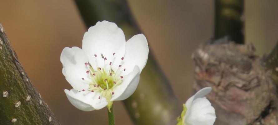 梨花花语之美丽与纯洁（探寻梨花花语的深刻内涵）