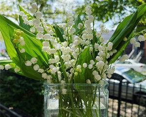 铃兰花（赏析铃兰花的美丽与意义）