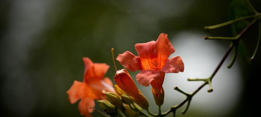 凌霄花的花语与寓意（深入解析凌霄花的象征意义及文化传承）