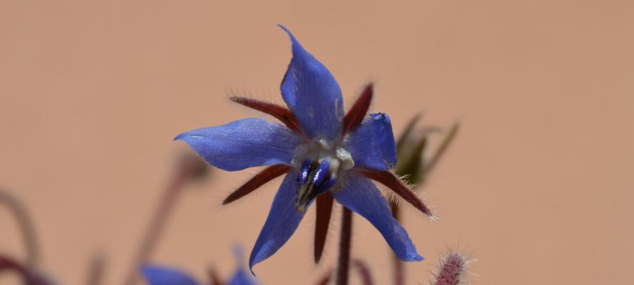 琉璃苣的花语及其意义（探寻琉璃苣花语背后的深刻寓意）