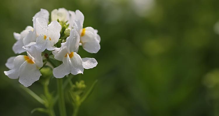 柳穿鱼的花语与文化背景（揭开柳穿鱼之谜——花语的起源与传承）