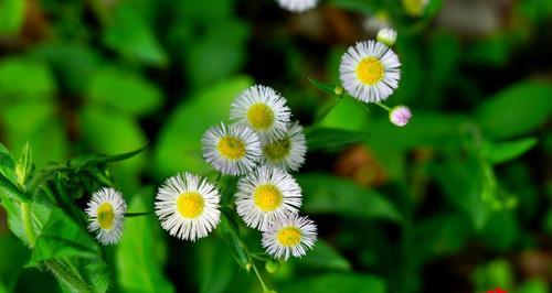 六月菊的花语与人生启示（花开花落）