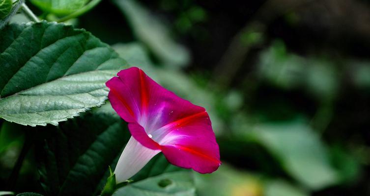 六月花中的瑰宝——玫瑰花（鲜艳芬芳的六月之花）