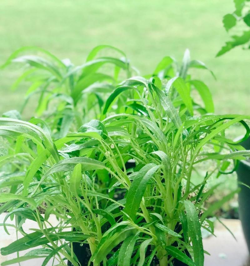 空心菜开花了怎么办（空心菜的生长特点及防止开花的方法）