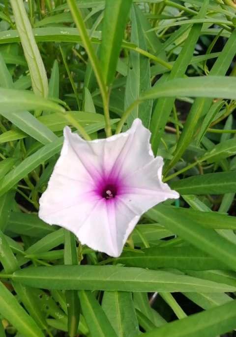 空心菜开花全攻略（从花型到品种）