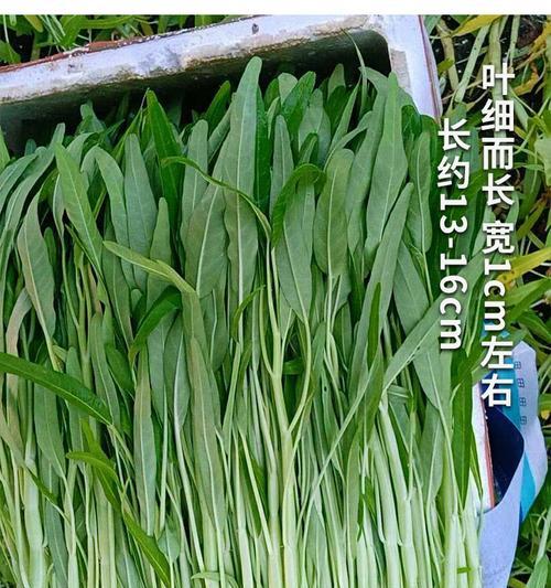 认识空心菜（探秘空心菜的特点）