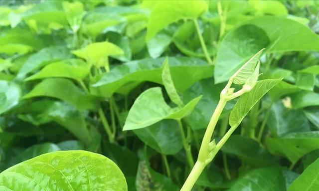 如何选用最佳肥料来种植空心菜（探讨适合空心菜的肥料类型和品牌）