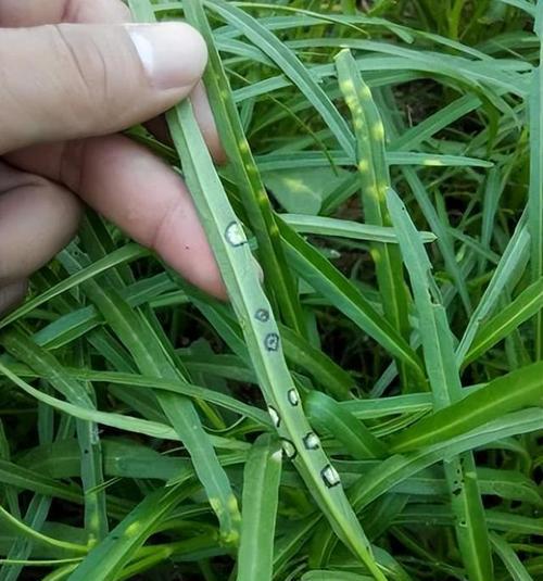 空心菜的越冬种植技术（如何让空心菜安然度过冬天）