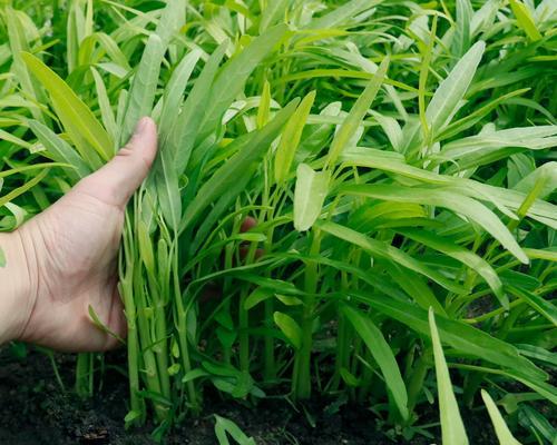 空心菜种子保存与繁殖技巧（实用小贴士帮你成功保存和繁殖空心菜种子）