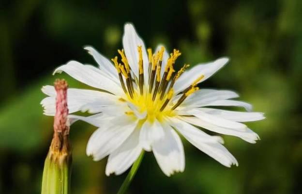 苦菜花开花时间及特点（探秘苦菜花开花规律）