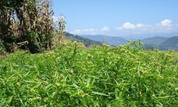 苦草之谜——它生长在哪里（揭秘苦草的生长环境及特点）