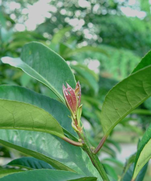 苦丁茶，一种饮用的草本植物（了解苦丁茶的来源）