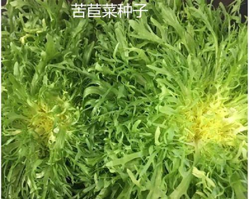 选择最优苦菊品种，助您健康养生（如何挑选最佳苦菊品种）