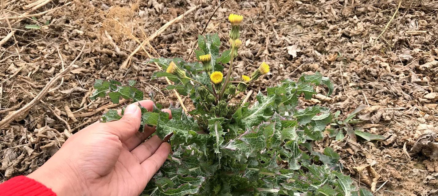 苦苣菜的营养与食用方法详解（苦苣菜的生食优缺点及食谱推荐）