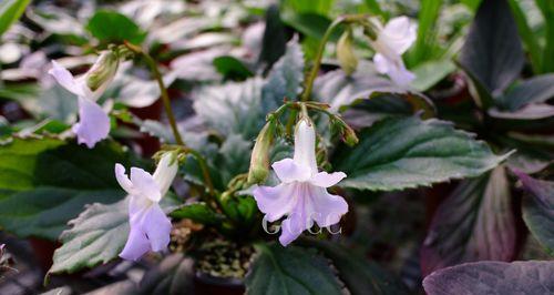 苦苣菜的生长特点及营养价值（探究苦苣菜是否为常绿植物）