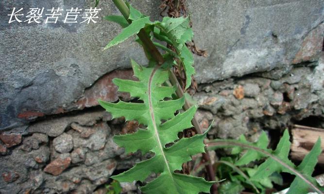 苦苣菜的生长特点与种植技巧（一种非木本植物的生态生理研究）