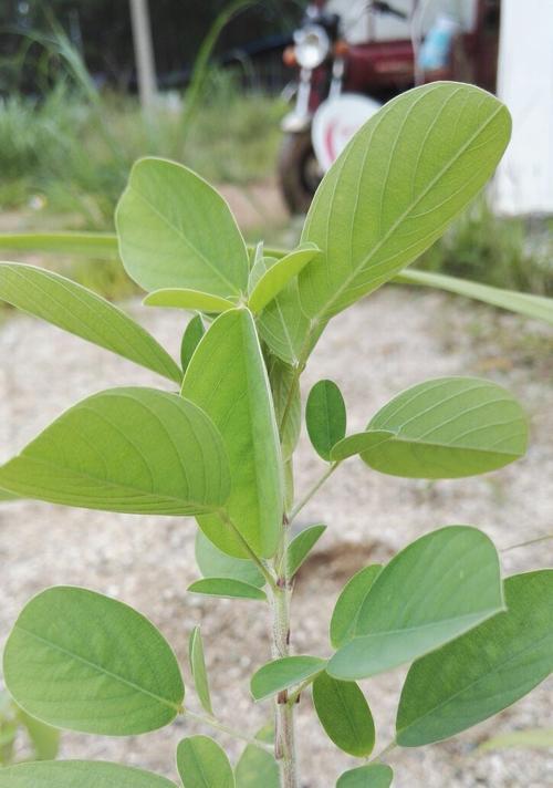 块状茎的植物——美丽与奥秘（探寻块状茎的生态和文化价值）