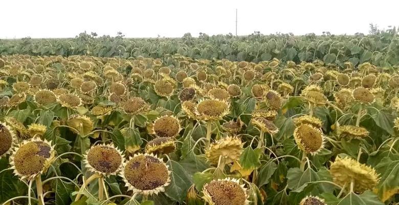 葵花种植与收获全攻略（一步步教你掌握种植葵花技巧）