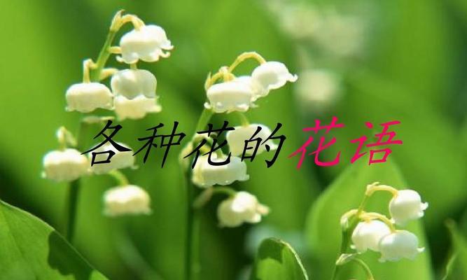 深情不言，只因花开——以百合花的花语为主题的文章（传递无声的爱）