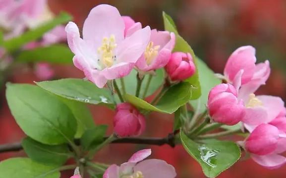 忘记我——以风信子花的花语为主题的文章（呼唤遗忘的自我）