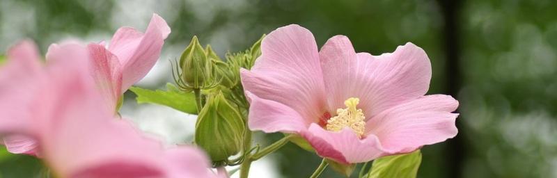 希望之花——向阳菊花的花语（阳光照耀下）