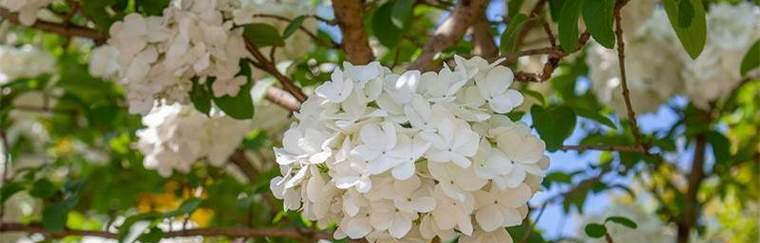 以百合花的花语为主题的兄妹情深（传递兄妹之爱的百合花语）