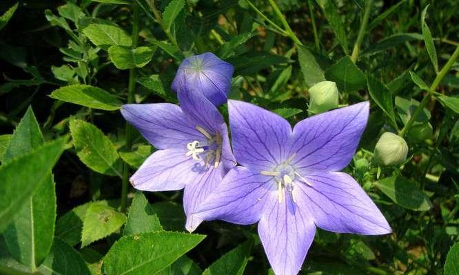 花语浅析（探索花语中的伪装与虚伪）