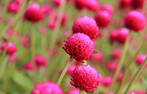 冬季植物——千日红的耐寒之谜（探究千日红在冬季是否会死亡以及其如何耐寒）