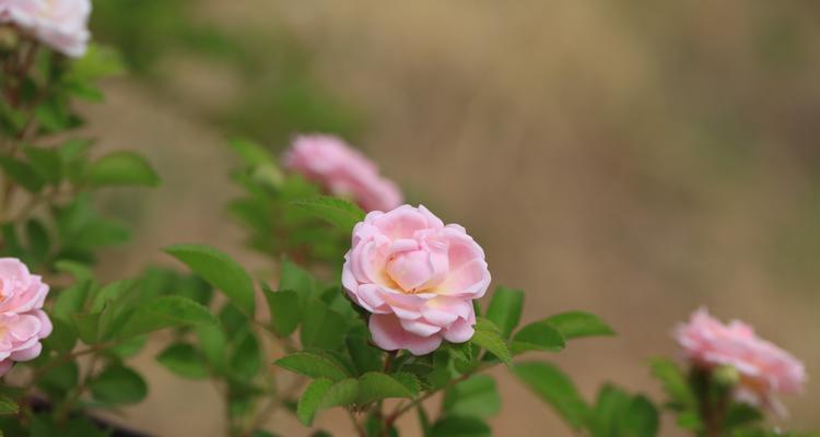 墙薇一年开几次花（探究墙薇花期与繁殖方法）