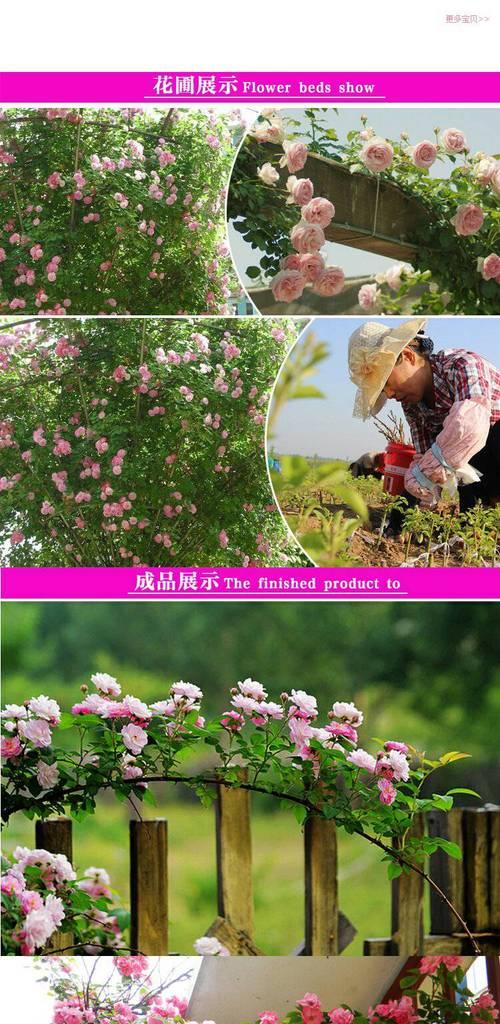 蔷薇花种子的种植技巧（如何在家中种植美丽的蔷薇花）