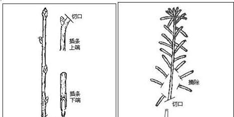 如何让蔷薇扦插快速生根（最有效的扦插技巧和注意事项）