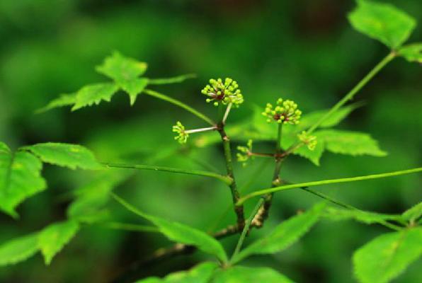 探究五加科植物的生态价值与医学意义（从世界范围内的五加科植物资源谈起）