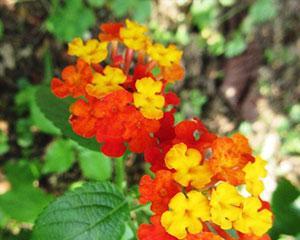 五色梅开花季节剖析（探秘五色梅开花之谜）