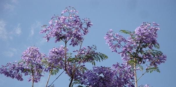 蓝花楹的花语与意义（探寻蓝花楹的花语和象征意义）