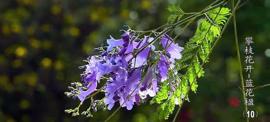 蓝花楹花语之美（探寻蓝花楹的花语及意义）