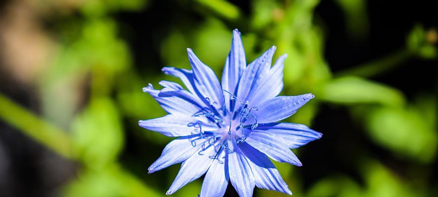 蓝色矢车菊花语与其美丽含义（守望与希望的象征）