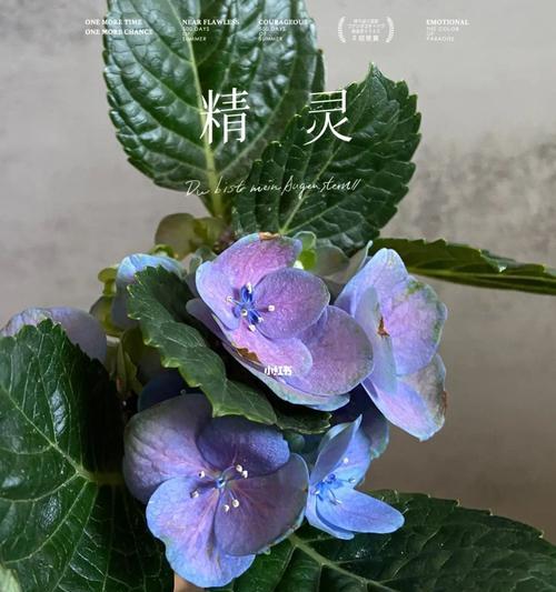 蓝色绣球花的花语及其意义（探究蓝色绣球花的美丽与神秘）