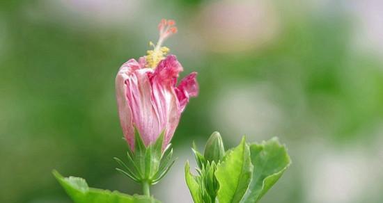 午时花的花语和寓意（探寻午时花的神秘世界）