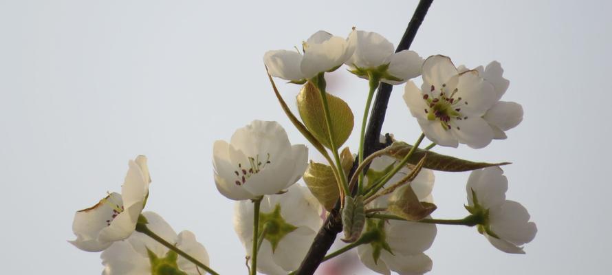 梨花之美（探索梨花的花语与寓意）