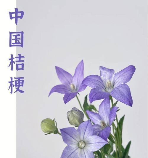 铃铛花的花语与传说（解密铃铛花的神秘之语）