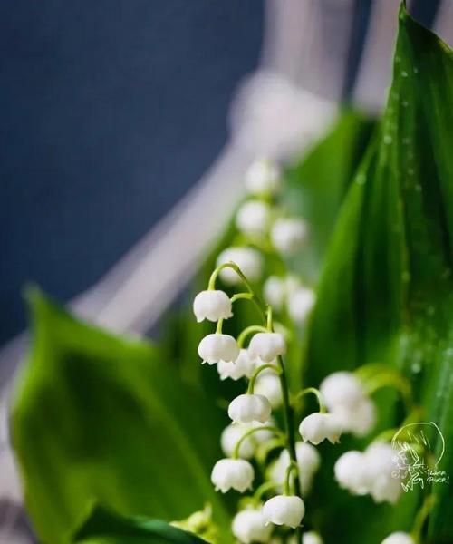 铃兰花——传递着美丽和祝福的花语（绽放芬芳的铃兰）